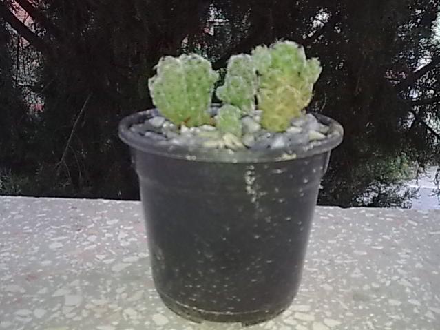 Name:  Grnt0221.jpg
Views: 682
Size:  44.8 KB