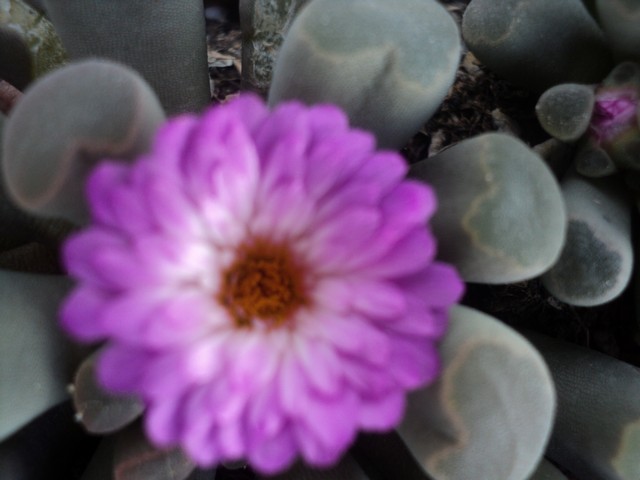 Name:  DSC03463.JPG
Views: 680
Size:  68.5 KB