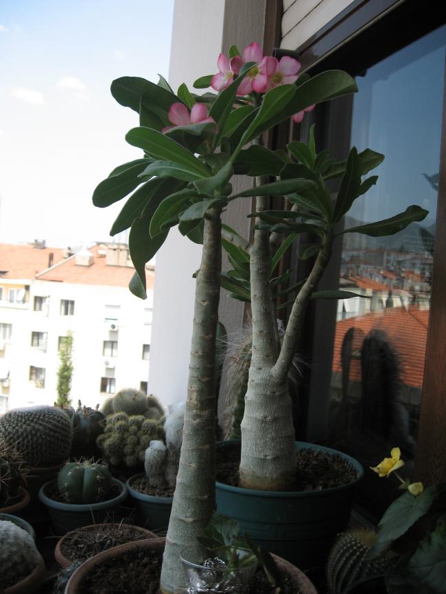 Name:  IMG_2168.jpg
Views: 1707
Size:  64.5 KB