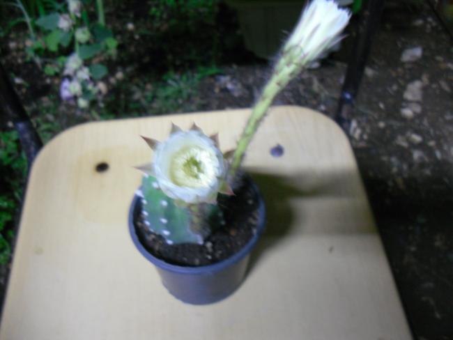Name:  SDC14562 copy copy.jpg
Views: 370
Size:  27.3 KB