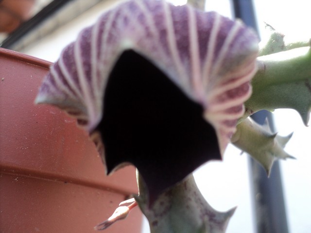 Name:  kinensis 1.JPG
Views: 617
Size:  65.4 KB