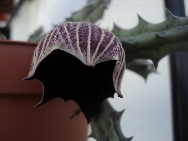 Name:  kinensis 5.JPG
Views: 624
Size:  59.2 KB