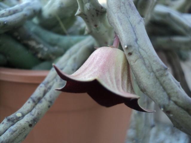 Name:  pendula 1.jpg
Views: 649
Size:  28.4 KB