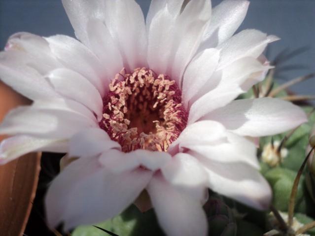 Name:  GYMNO.jpg
Views: 628
Size:  29.7 KB