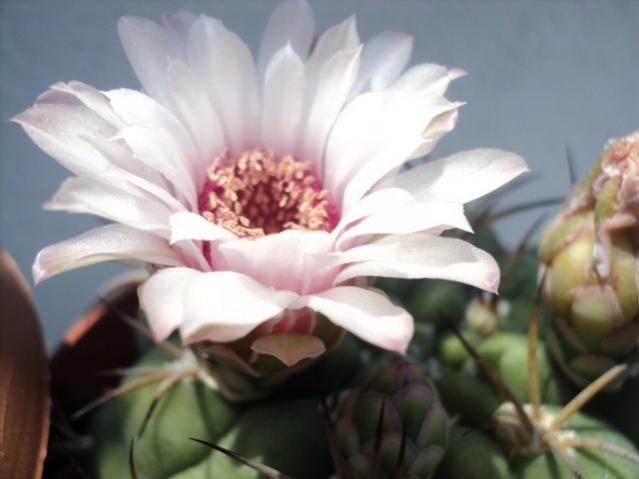 Name:  GYMNO 2.jpg
Views: 647
Size:  29.6 KB