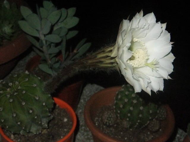 Name:  eo.JPG
Views: 652
Size:  64.6 KB