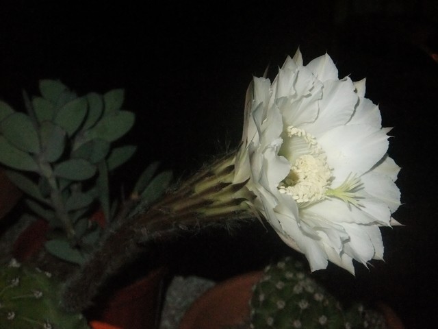 Name:  eo1.JPG
Views: 618
Size:  56.0 KB