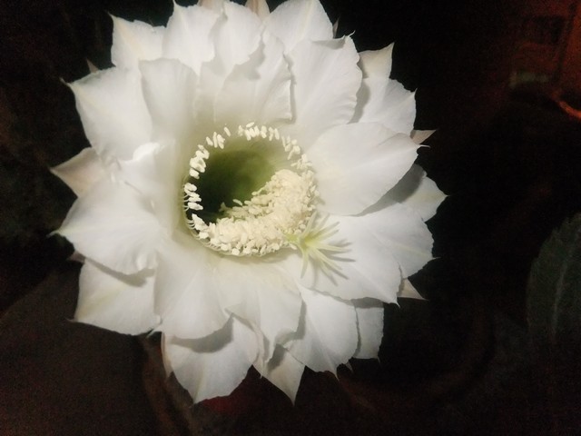 Name:  eo3.JPG
Views: 626
Size:  60.7 KB