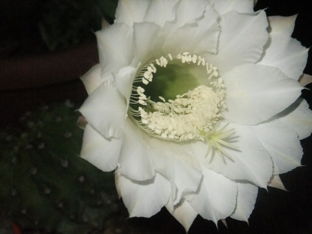 Name:  eo4.JPG
Views: 630
Size:  60.4 KB