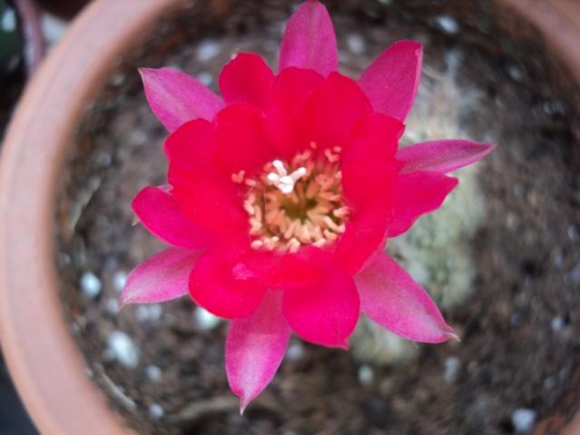 Name:  chamaelobivia 4.jpg
Views: 970
Size:  30.7 KB