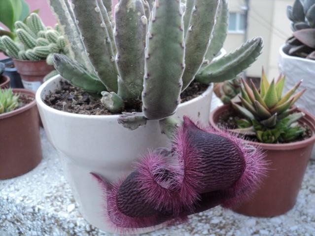 Name:  stapelia grandiflora 2.jpg
Views: 1028
Size:  46.3 KB