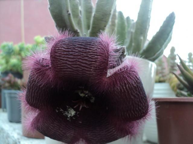 Name:  stapelia grandiflora 3.jpg
Views: 1146
Size:  34.5 KB
