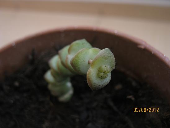 Name:  crassula marnieriana.JPG
Views: 1538
Size:  29.4 KB