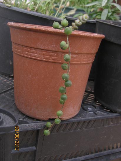 Name:  senecio rawleyanus.JPG
Views: 1400
Size:  37.5 KB