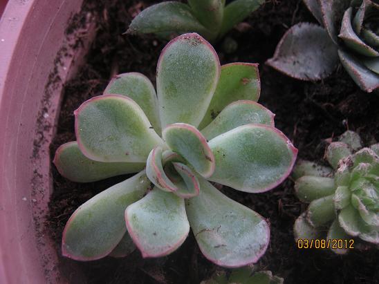 Name:  echeveria.JPG
Views: 1458
Size:  48.9 KB