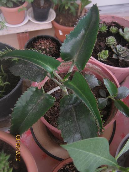 Name:  k. daigremontiana.JPG
Views: 1356
Size:  46.7 KB