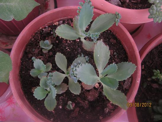 Name:  k. daigremontiana1.JPG
Views: 1321
Size:  52.3 KB