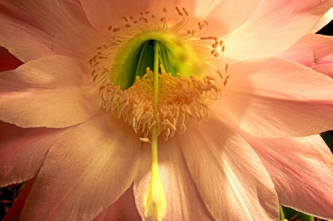 Name:  ECHINOPSIS3 kk.jpg
Views: 1183
Size:  35.7 KB