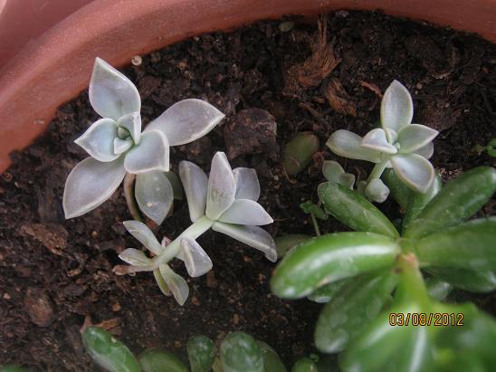 Name:  graptopetalum.JPG
Views: 1587
Size:  52.7 KB