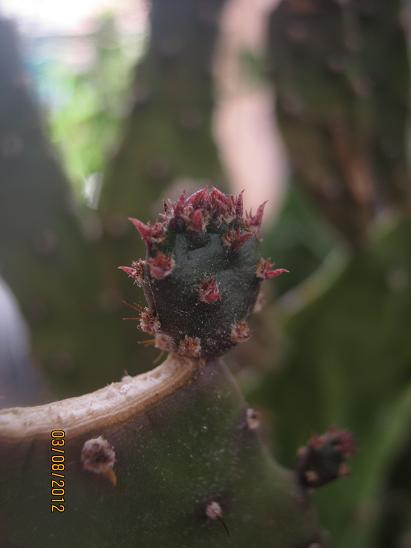 Name:  opuntia.JPG
Views: 1628
Size:  25.9 KB