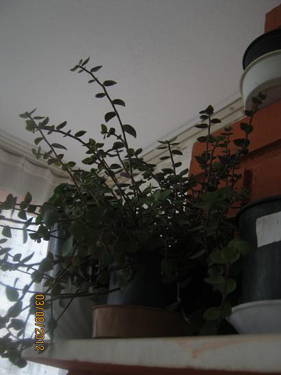 Name:  tradescantia naviculaus.JPG
Views: 1540
Size:  35.0 KB