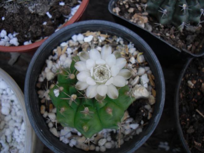 Name:  SDC14961 copy.jpg
Views: 334
Size:  41.6 KB