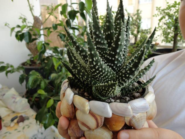 Name:  Haworthia Concolor-0008.jpg
Views: 1790
Size:  52.3 KB