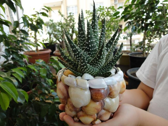 Name:  Haworthia Concolor-0009.jpg
Views: 1908
Size:  58.9 KB