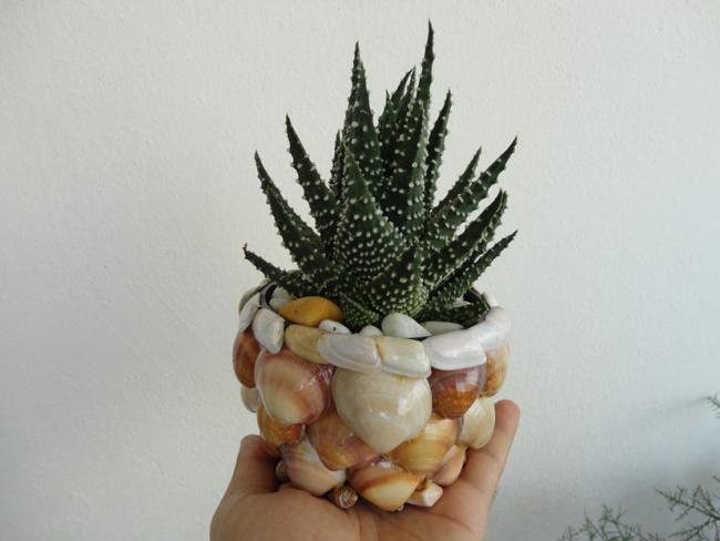 Name:  Haworthia Concolor-0010.jpg
Views: 1112
Size:  30.7 KB