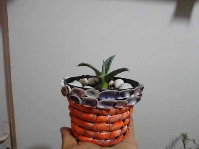 Name:  Aloe Vera-0002.jpg
Views: 1045
Size:  24.1 KB