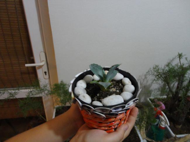 Name:  Aloe Vera-0003.jpg
Views: 936
Size:  31.8 KB