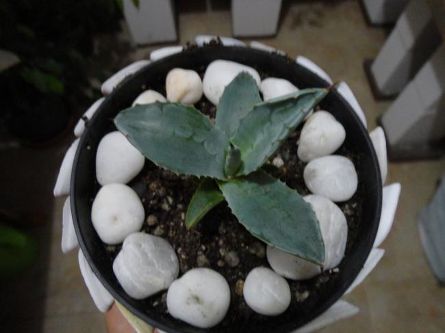 Name:  Aloe Vera-0004.jpg
Views: 922
Size:  32.6 KB