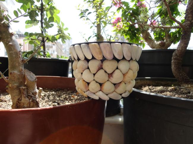 Name:  Echeveria-0002.jpg
Views: 1405
Size:  53.1 KB