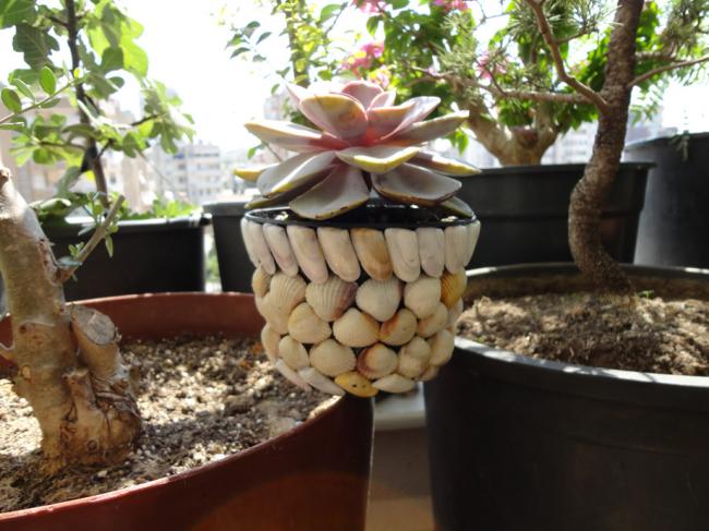 Name:  Echeveria-0003.jpg
Views: 1095
Size:  53.3 KB