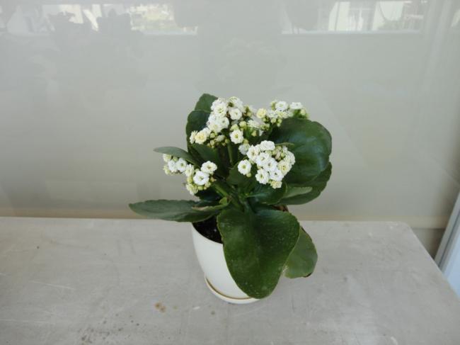 Name:  Kalanchoe_Beyaz-0001.jpg
Views: 1391
Size:  23.0 KB