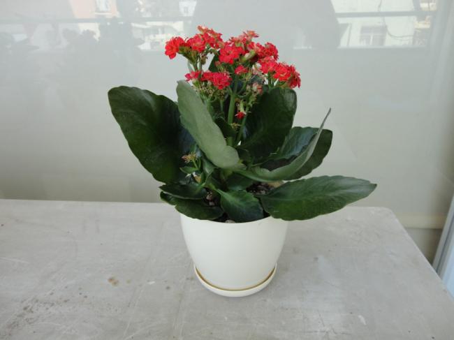 Name:  Kalanchoe_Kirmizi-0001.jpg
Views: 1166
Size:  26.9 KB