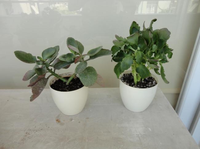 Name:  Kalanchoe_Sari_Turuncu-0001.jpg
Views: 1608
Size:  29.3 KB