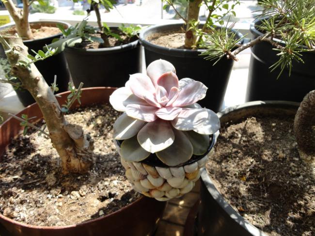 Name:  Echeveria-0004.jpg
Views: 1212
Size:  66.3 KB