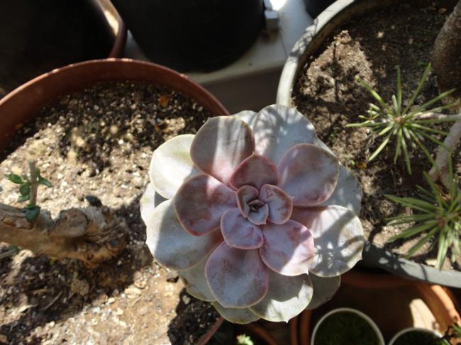 Name:  Echeveria-0005.jpg
Views: 1106
Size:  53.7 KB