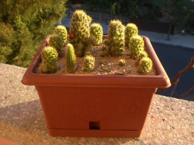 Name:  CIMG6738.jpg
Views: 685
Size:  44.0 KB