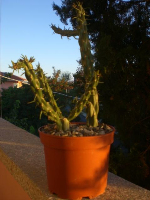 Name:  CIMG6753.jpg
Views: 893
Size:  32.8 KB
