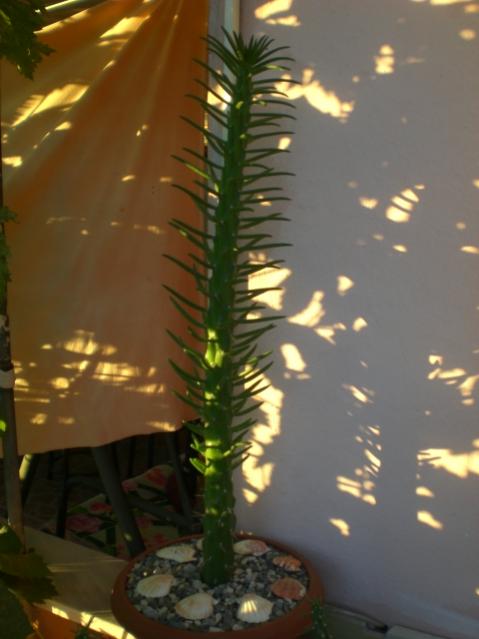Name:  CIMG6754.jpg
Views: 903
Size:  31.7 KB