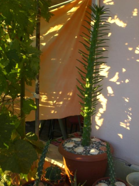 Name:  CIMG6756.jpg
Views: 872
Size:  39.0 KB