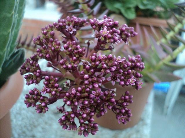 Name:  DSC03991.jpg
Views: 898
Size:  48.7 KB