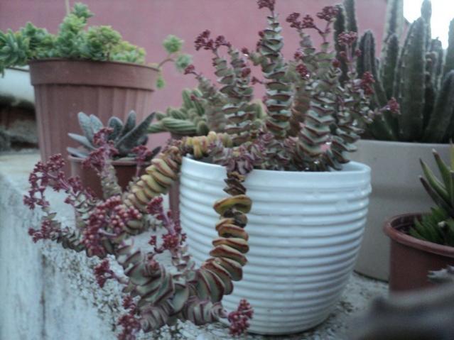 Name:  DSC04007.jpg
Views: 863
Size:  44.6 KB