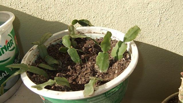 Name:  DSCF0478.jpg
Views: 1442
Size:  50.1 KB