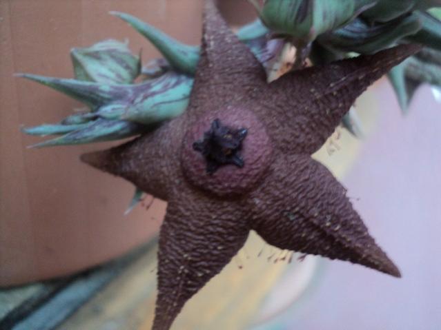 Name:  DSC04030.jpg
Views: 946
Size:  29.6 KB
