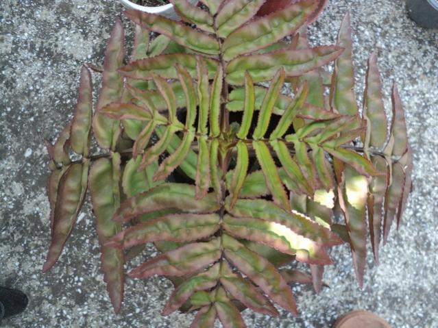 Name:  DSC04065.jpg
Views: 949
Size:  63.9 KB