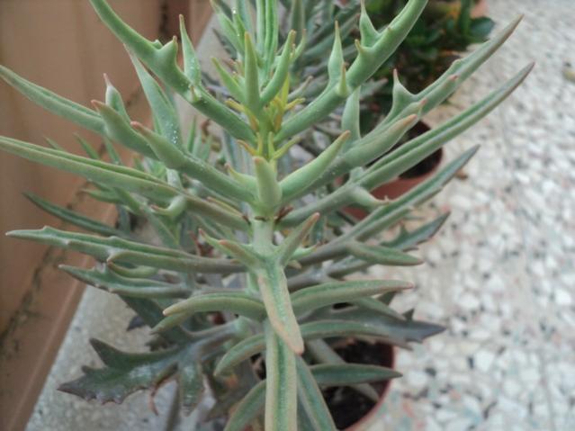 Name:  LACNATA.jpg
Views: 1290
Size:  39.5 KB