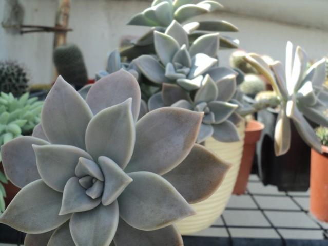 Name:  DSC04068.jpg
Views: 947
Size:  33.8 KB